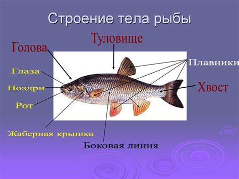 Бобры в столичной водной среде