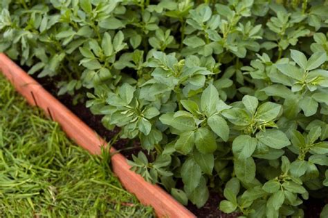 Борьба с сорняками и вредителями при выращивании зерновых культур