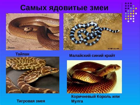 Виды змей в Калмыкии: список и описание