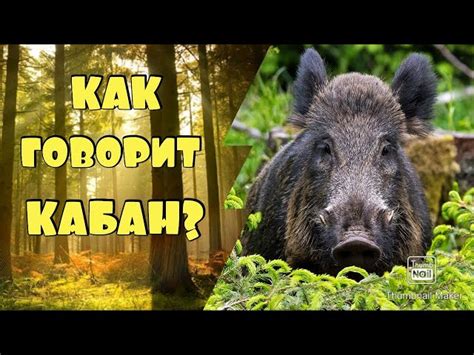 Все о рычании кабана: причины и значение звука
