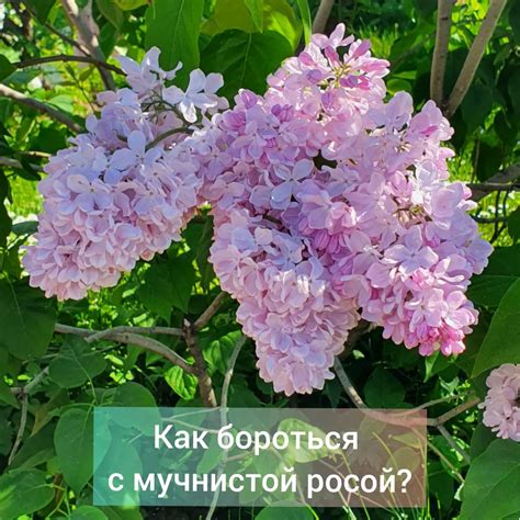 Выбор сортов деревьев
