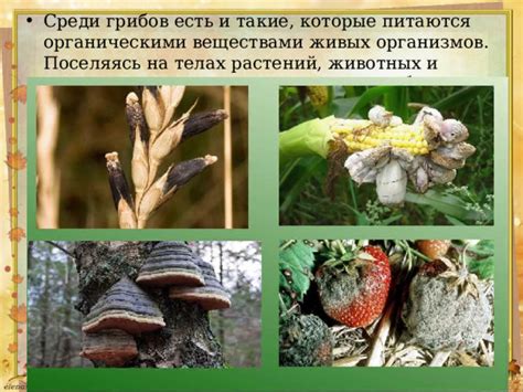 Гермафродиты среди грибов: особенности и примеры