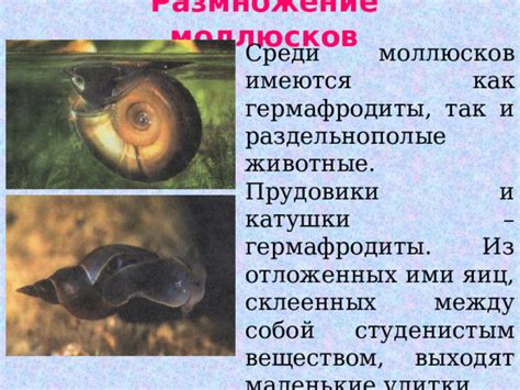 Гермафродиты среди моллюсков: список и примеры