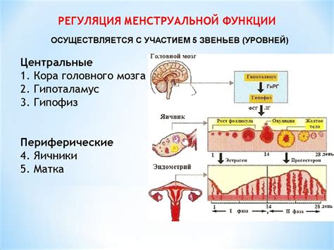 Гонадотропные мази: регуляция репродуктивной функции