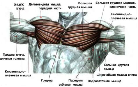 Грудные мышцы: основной фокус планки