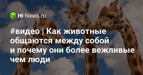 Звуковая коммуникация лисы: как лисы общаются друг с другом