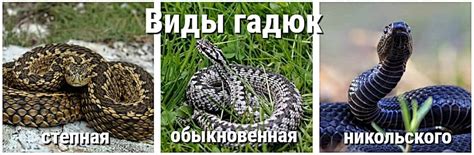 Змеи Смоленской области