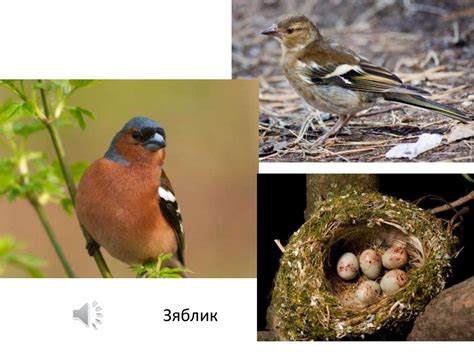 Знакомство с голосами кролика: нюансы и особенности