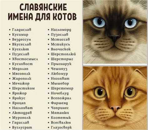 Имена для котов: традиционные азербайджанские