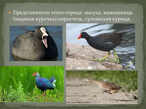 Камуфляж у птиц: животные с адаптивной окраской
