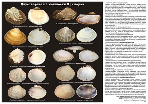 Каталог морских ракушек