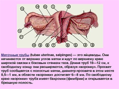 Клитор: основная точка удовольствия