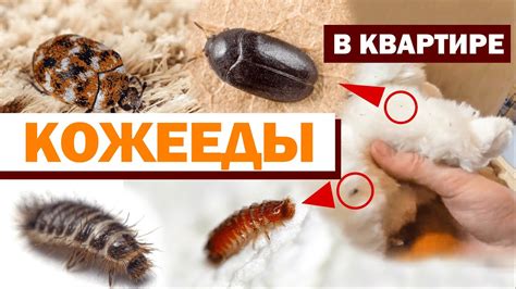 Кто живет в квартирах: жучки