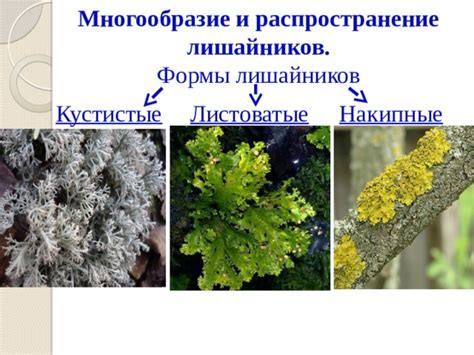 Кустарниковые формы лишайников