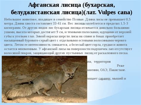 Лисицы: окраска летом и зимой