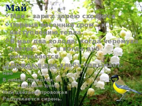 Май – первый полноценный весенний месяц