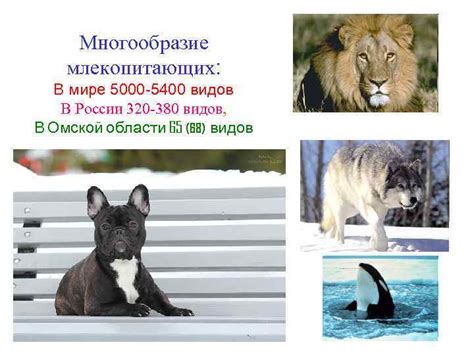 Млекопитающие Омской области: многообразие видов