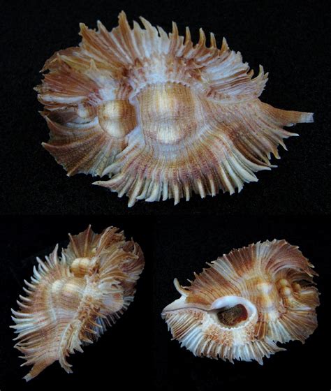 Многообразие вида в семействе Muricidae