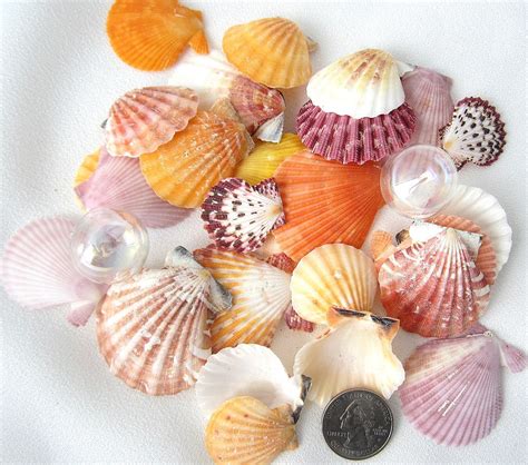 Морские ракушки с семьей Turbinidae