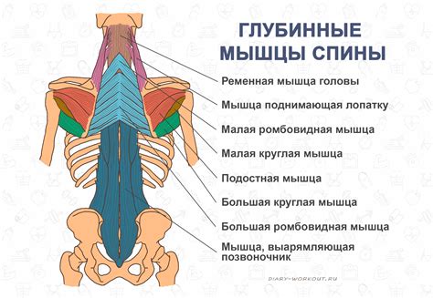 Мышцы нижней части спины: поддержка и стабильность