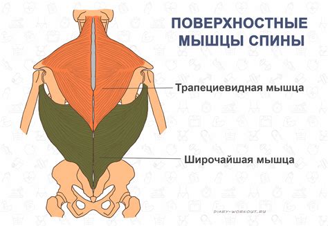 Мышцы спины: поддержка вертикального положения тела