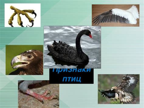 Наличие крыльев или их отсутствие