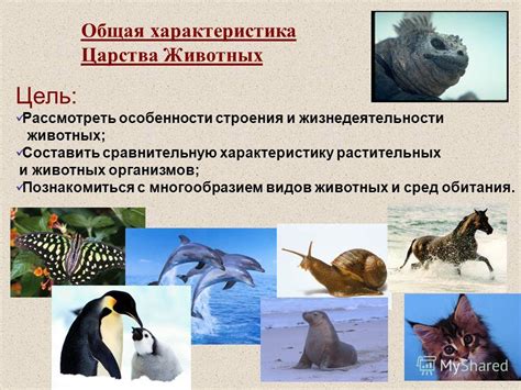 Омская область: место обитания разнообразных видов животных