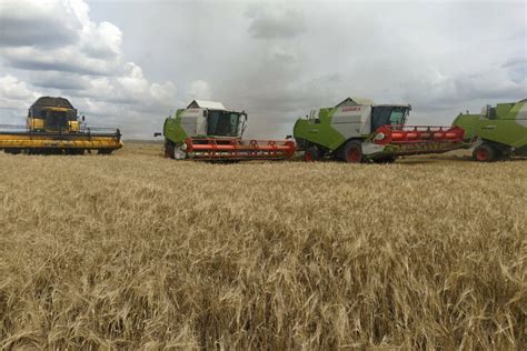 Организация производства зерновых культур в Ленинградской области
