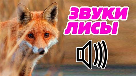 Основные звуки лисы