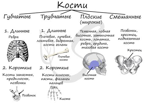 Основные характеристики трубчатых костей у животных