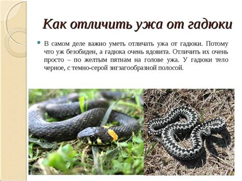 Особенности северокавказских змей