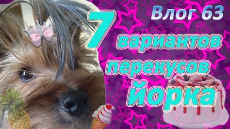 Полезное питание для йорка
