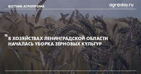 Правильный выбор сортов зерновых культур для Ленинградской области