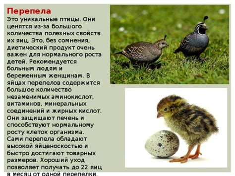 Применение яиц высокой птицы и потенциальные недостатки