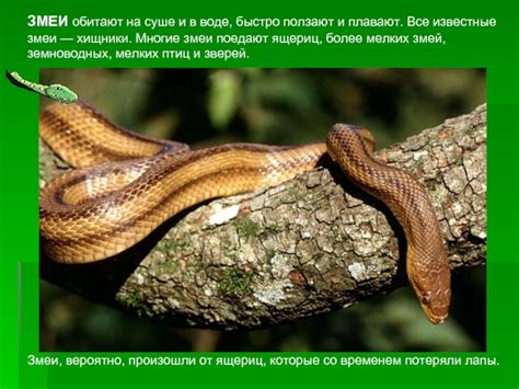 Природные хищники: змеи, известные своим охотничьим мастерством