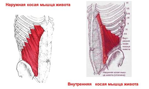 Прямая и поперечная животные мышцы: участие для поддержания равновесия