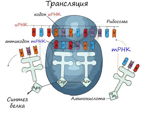 Публикация и трансляция