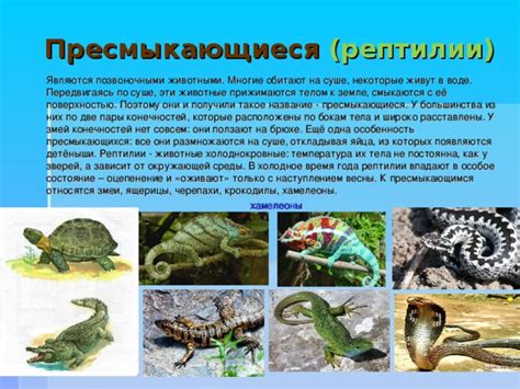 Размножение зверей в холодное время года