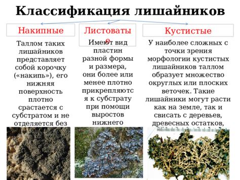 Разновидности форм лишайников на основе их морфологии