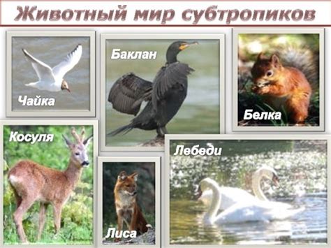 Разнообразие животных в субтропиках