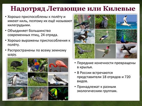 Разнообразие экзотических птиц островов