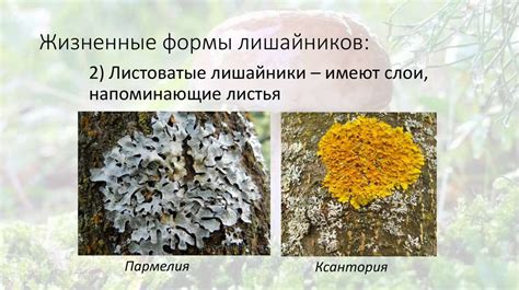 Распространенные формы лишайников