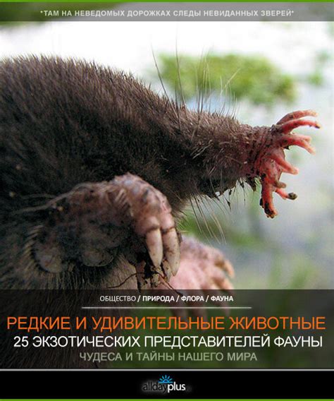 Редкие и экзотические животные разрешены на месторождении ИНК