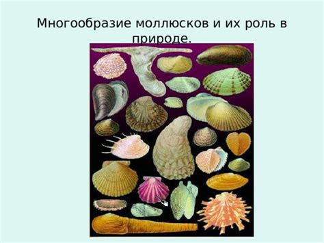 Роль моллюсков в экосистеме Волги