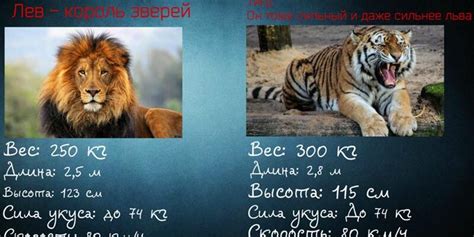 Роль резцов у тигра и льва