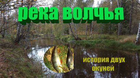 Рыси вокруг реки
