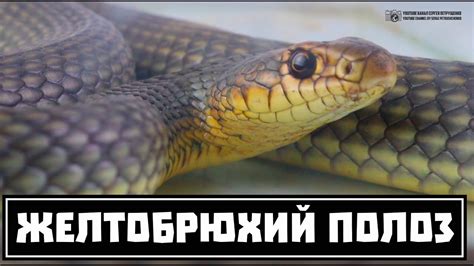 Скромные шипения и шелесты