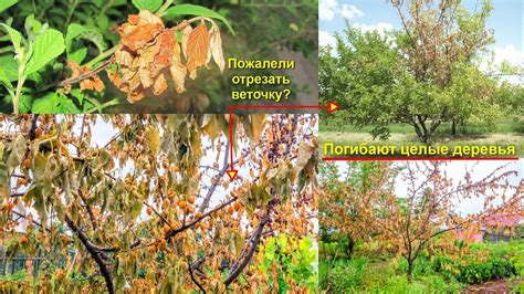 Совместные черты листьев абрикоса и сливы