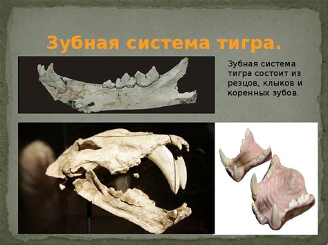 Структура и функции клыков у тигра и льва