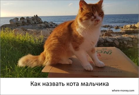Традиционные имена для кошачьих